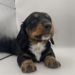 Alara - Black and tan female Dachshund puppy in Barstow, California from Kindle & Burrow Dachshunds