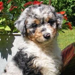 Aussiedoodles and Poodles from Element Doodles