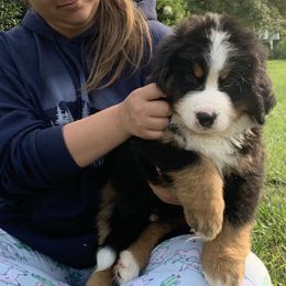 Bernese Mountain Dog Puppies from D’S Bernese Mountain Dogs