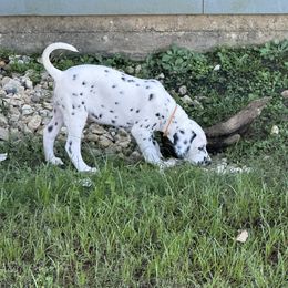Orange - Dalmatian puppy from Zydeco Dalmatians