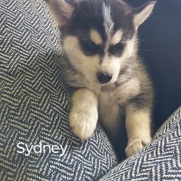 Sydney - Silver and white female Pomsky puppy in Blackfoot, Idaho from Snake River Pomskys