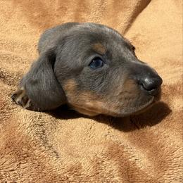 Male 1 - Gray (blue) and cream male Dachshund puppy in El Campo, Texas from Creamer Creek Kennel