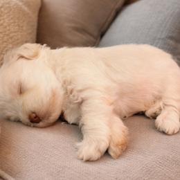 Brown Collar Male - White male Miniature Schnauzer puppy in Sacramento, California from Hardcastle Family Schnauzer’s