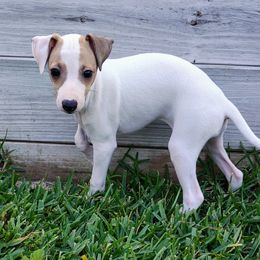 Bianchi - White and red Italian Greyhound puppy in Porter, Texas from Tuncap's Italian Greyhounds