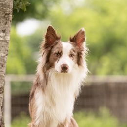 Alliance - Border Collie