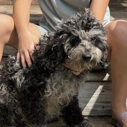 Tay Tay - Goldendoodle