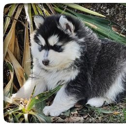 Pomsky Puppies from Foxfire Arctic Spitz
