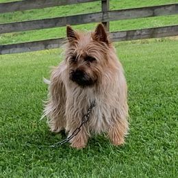 Macho - Cairn Terrier
