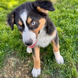Bear Cub - Black tri male Miniature Australian Shepherd puppy in Tonasket, Washington from V5 Aussies