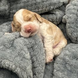 Mickey - Red and white male Cocker Spaniel puppy in Oklahoma City, Oklahoma from BRX Country Cockers LLC