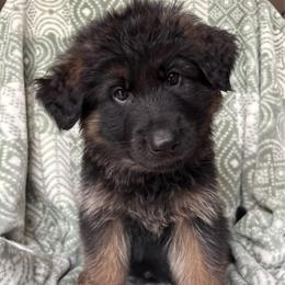Crush - Hans - Black and red male German Shepherd puppy in Coplay, Pennsylvania from By My Side Germans Shepherds & Dobermans
