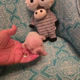 Boy 2 - Cream and white male Chihuahua puppy in Orange, Texas from Tiny Paws from God