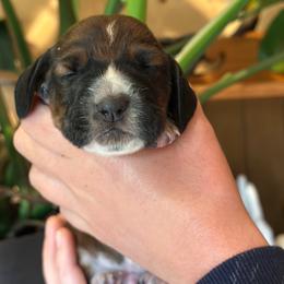 Boy 3 - Red and white male Basset Hound puppy in Lindley, New York from Hill Top Basset Hounds & Cane Corso