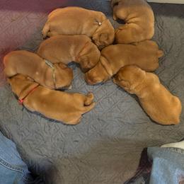 Girl 1 - Yellow female Labrador Retriever puppy in Nova, Ohio from Cary’s Buck Creek Farm LLC