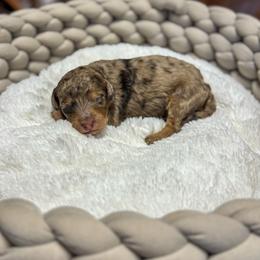 Boy 3 - male Bernedoodle puppy in Rose Hill, North Carolina from Red Door Canines