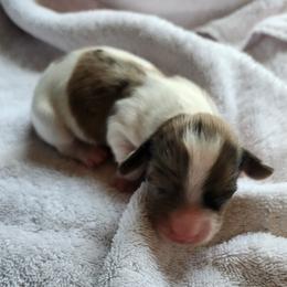 Boy 1 - Chocolate and tan male Dachshund puppy in Lovell, Wyoming from Bernstein Doxies
