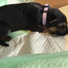 Girl 5 - Black and tan female German Shepherd puppy in Newsoms, Virginia from A Tier Above Shepherds