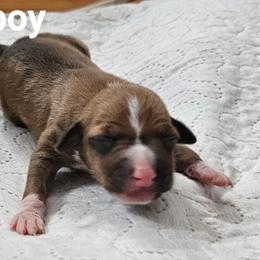 Boy 2 - Red male Italian Greyhound puppy in Phillips, Maine from Maplewood Italian Greyhounds