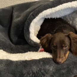Chewy - Dachshund