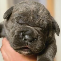 Second Pick Male - Gray and fawn male Cane Corso puppy in Sault Ste Marie, Michigan from Willow Creek Cane Corsos