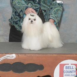 Pasha - Maltese