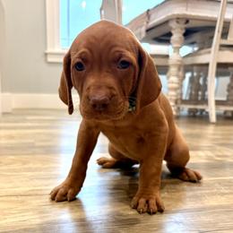 Green Puppy - Golden rust male Vizsla puppy in Sheridan, Indiana from Glory Days Vizslas
