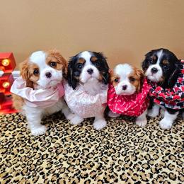 Afghan Hound and Cavalier King Charles Spaniel Puppies from Lenore's Afghan Hounds