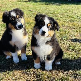 Knight - Black tri male Miniature American Shepherd puppy in Spanaway, Washington from Meadow Run Mini American Shepherds