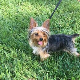 Yorkshire Terriers from Mystic Mountain Kennels