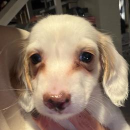 Teddy - Piebald male Dachshund puppy in Hopwood, Pennsylvania from Libby’s Legacy Doxies