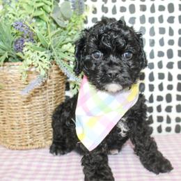 Bentley - Black male Cockapoo puppy in Rattan, Oklahoma from Double M Cocker Spaniels