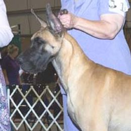 Denali - Great Dane