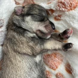 AKC - Fozzie - Salt and pepper male Miniature Schnauzer puppy in Wheeler, Wisconsin from Sue’s Miniature Schnauzers