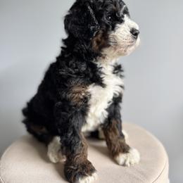 Bernedoodle, Bernese Mountain Dog, Cavalier King Charles Spaniel, and Goldendoodle Puppies from Adventure Doodles Of East TN