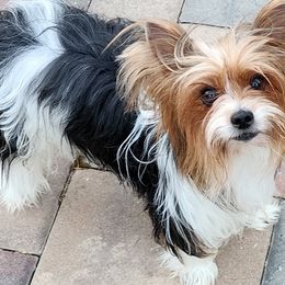 Daisy - Yorkshire Terrier