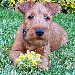 Irish Terrier Puppies from Red Branch Irish Terriers