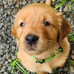 Golden Retriever Puppies from Soda Springs Kennel