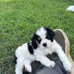 Boy 3 - Black white and tan male Cocker Spaniel puppy in Beech Island, South Carolina from Mike's Best Friends