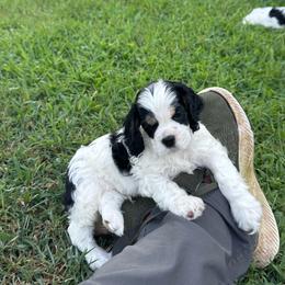 Boy 3 - Black white and tan male Cocker Spaniel puppy in Beech Island, South Carolina from Mike's Best Friends