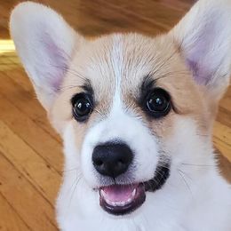 Pembroke Welsh Corgis from Potter Farm Corgis
