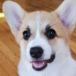 Pembroke Welsh Corgis from Potter Farm Corgis