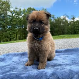 Blue - Bi-color male German Shepherd puppy in Terra Alta, West Virginia from Shepherd Country Farm and Kennels
