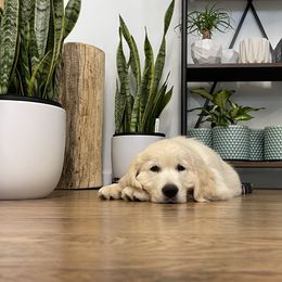 Golden Retriever Puppies from Ruff Life Goldens