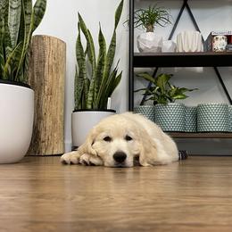 Golden Retriever Puppies from Ruff Life Goldens