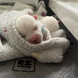 Boy 1 - White male West Highland White Terrier puppy in Newark, Delaware from Sand Dollar Westies of Delaware