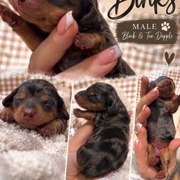 Binks - Dapple male Dachshund puppy in Hobbs, New Mexico from NM Doxie Dugout