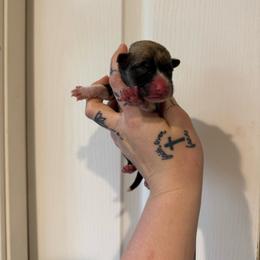 Boy 4 - Sable male Pembroke Welsh Corgi puppy in Aberdeen, Washington from Coastal country Farms