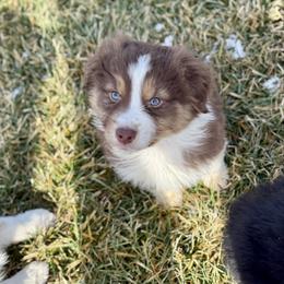 Hey Dude - Red tri-color male Australian Shepherd puppy in Ashland, Ohio from SS Australian Shepherds