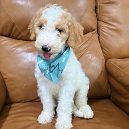 Cubby - Parti male Goldendoodle puppy in Pittsburg, Texas from Peachy Pine Goldendoodles