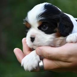 Charli - Tri-color female Cavalier King Charles Spaniel puppy in Hixson, Tennessee from Erickson Cavaliers